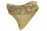 Serrated, Juvenile Megalodon Tooth - North Carolina #338567-1